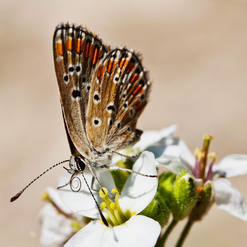 Aricia agestis ?